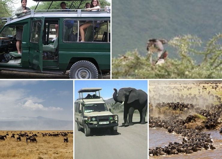 We offer and organize all Tanzania Safari Holidays